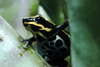 Poison Arrow Frog