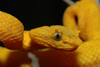 Gold Eyelash Viper