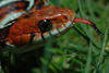 San Francisco Garter Snake